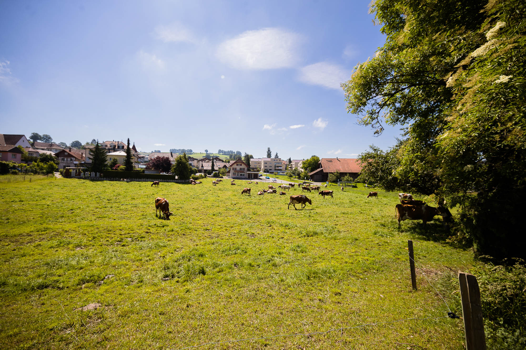 Export x3 1DX27007 Hochzeit 2020 Claudia & Marco